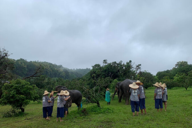 Elephant Sanctuaries in Chiang Mai