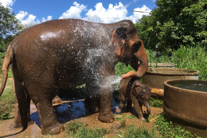 Mae Win Elephants