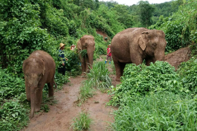 Mae Wang Elephant