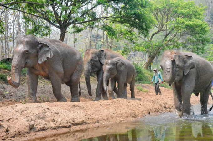 Elephant Freedom
