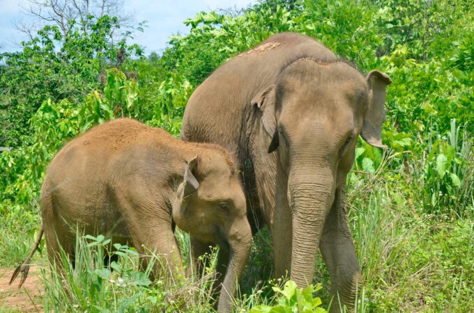 Elephant Mae Win