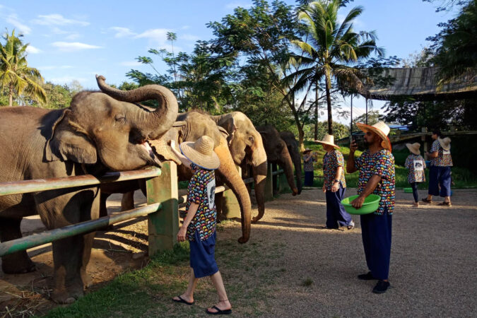 Elephant Sanctuary in mae Rim
