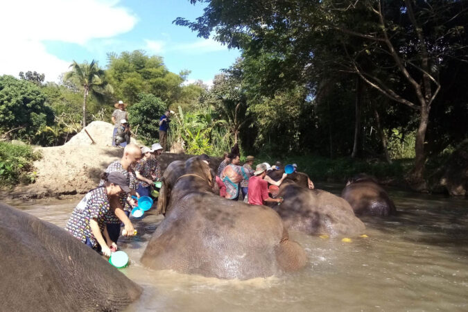 Elephant Sanctuary Mae Rim