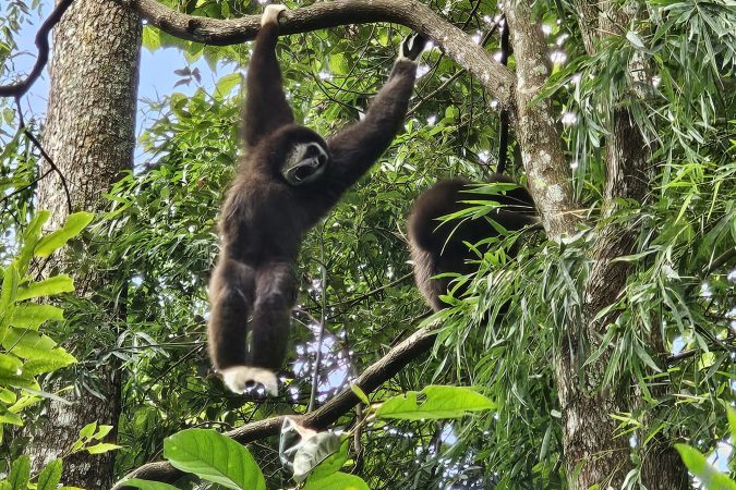 Gibbon
