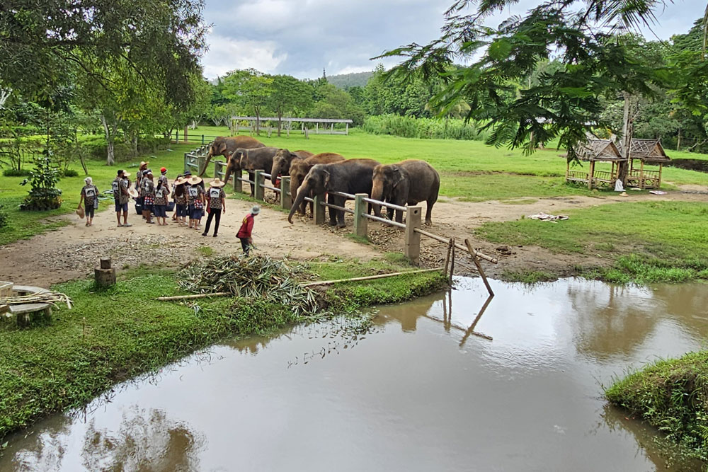 Ethical Elephant Sanctuary Chiang Mai