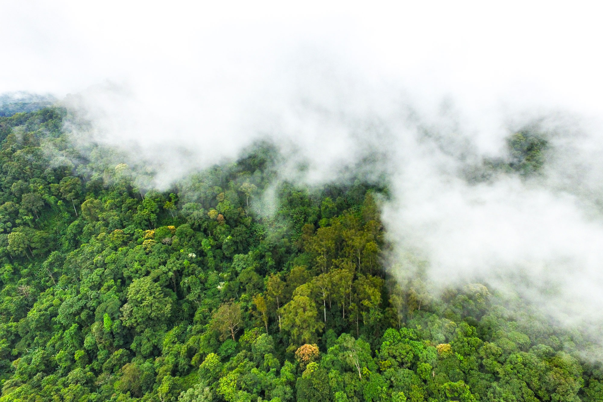Chiang Mai Wet Season