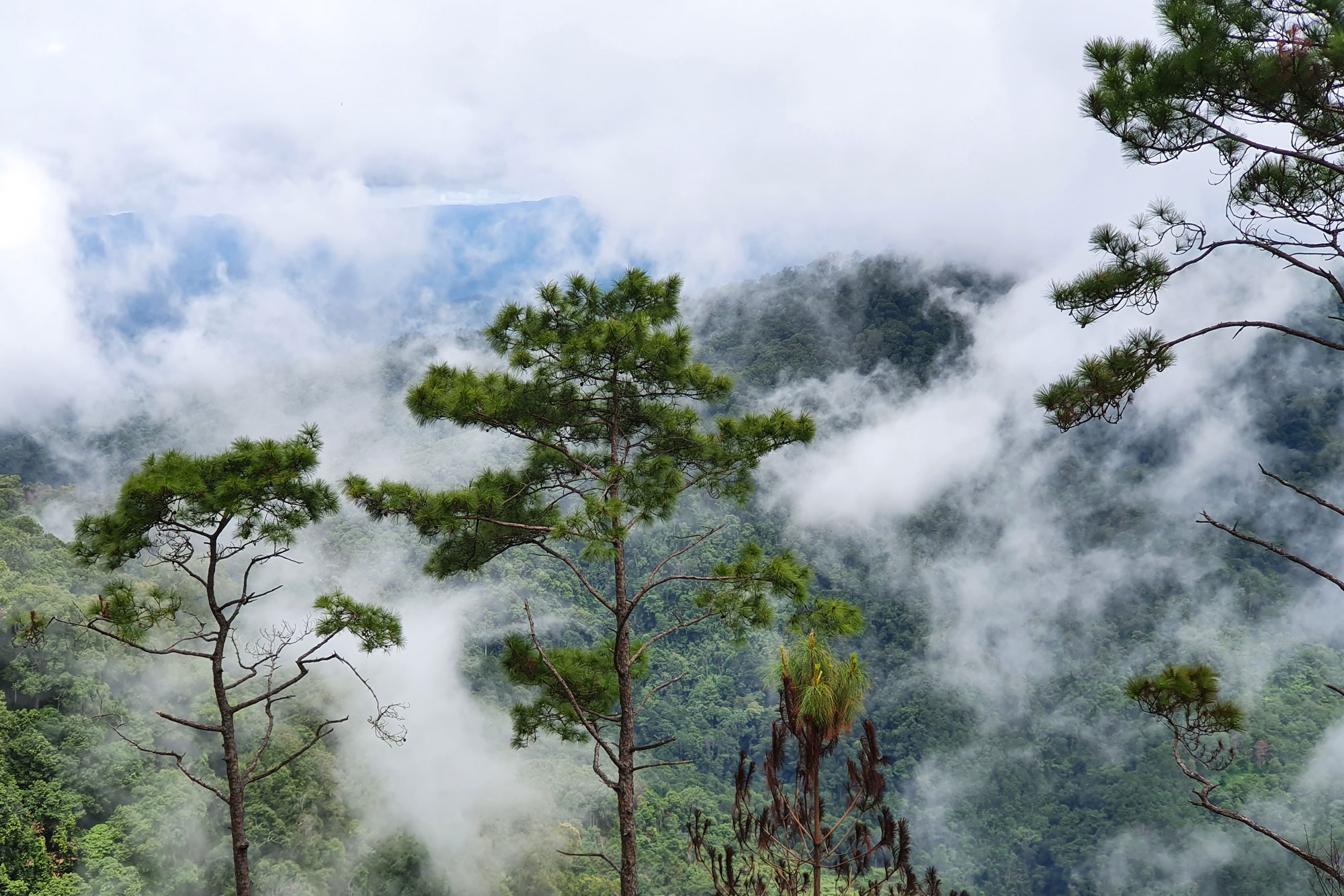Chiang Mai Trekking in Rainy Season